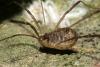 Nelima gothica